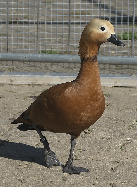 篮球