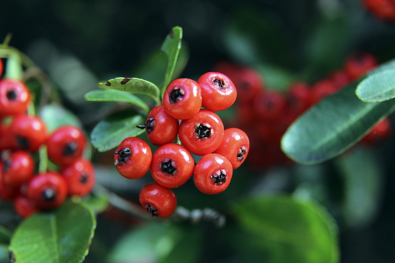 多枚金牌 多枚金牌